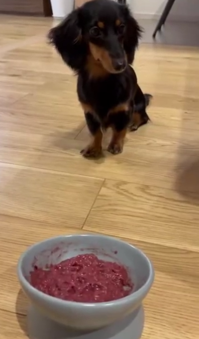 ベルちゃんとフードボウルの写真